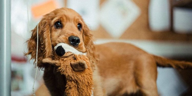 Quels sont les noms de chien commençant par S ?