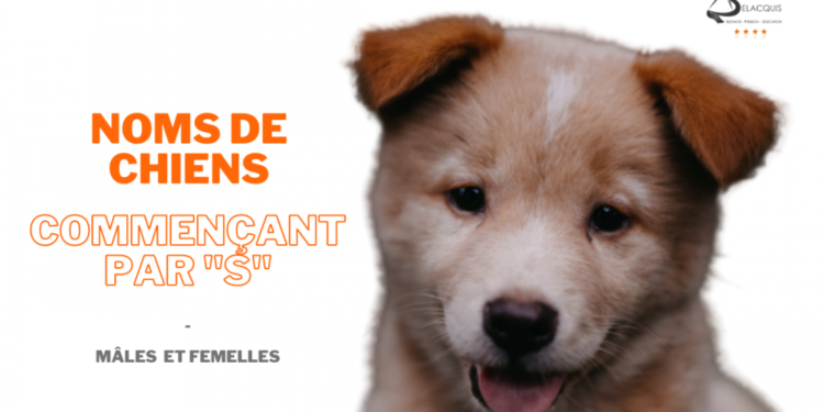 Quel nom de chien commençant par S ?