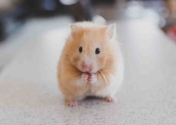 Comment appeler un hamster russe ?