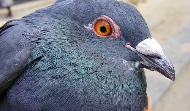Comment Appelle-t-on la femelle d'un oiseau ?