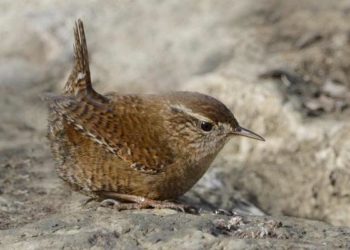 Quel est le plus petit oiseau de France ?