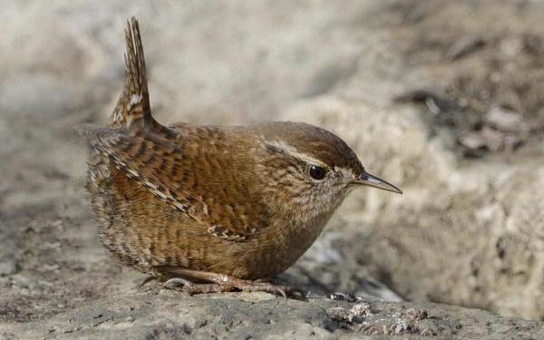 Quel est le plus petit oiseau de France ?
