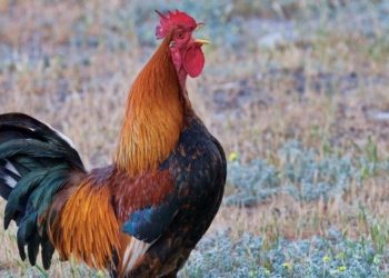 Comment appeler son coq ?