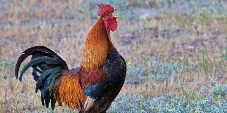 Comment appeler son coq ?