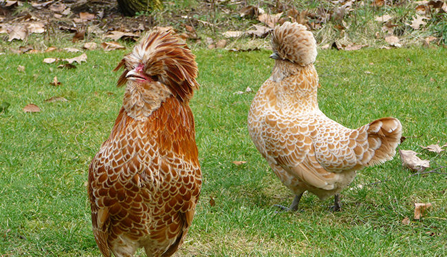 Est-ce qu'une poule reconnaît son nom ?