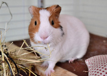 Quel est le prix d'un cochon d'Inde ?