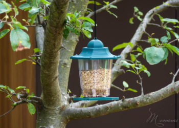 Comment appeler les oiseaux ?