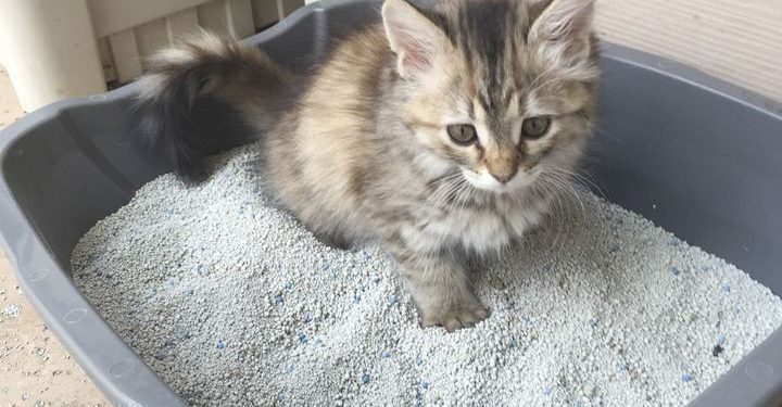 Quelle est la meilleure litière pour les chats ?