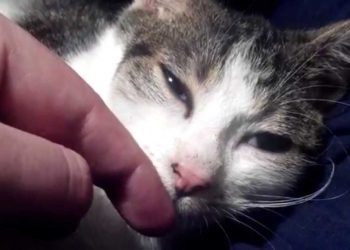 Comment reconnaître un pigeon malade ?