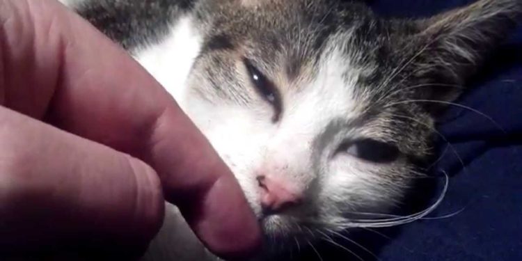 Comment reconnaître un pigeon malade ?