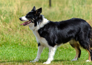 Comment vieillissent les Border Collie ?