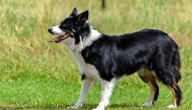 Comment vieillissent les Border Collie ?