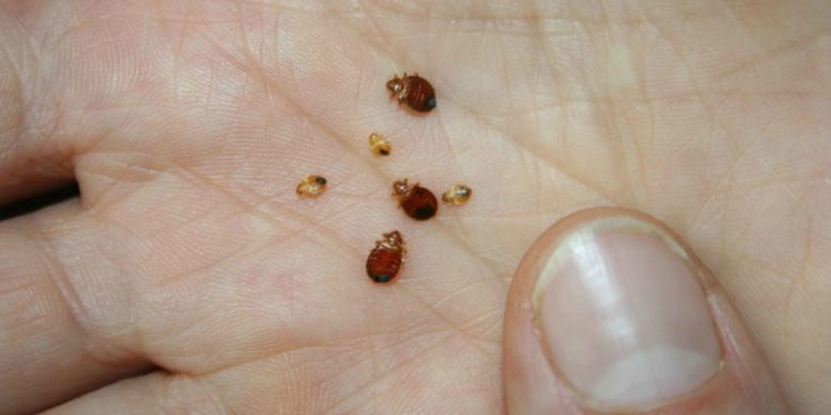 Comment savoir si on a des puces dans sa maison ?