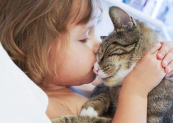 Comment savoir si mon chat aime ses croquettes ?