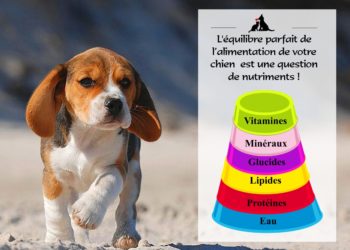 Quelle est la meilleure alimentation pour les chiens ?