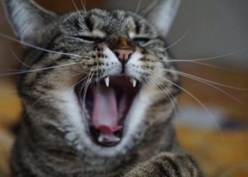 Quelle quantité de pâté pour chat par jour ?