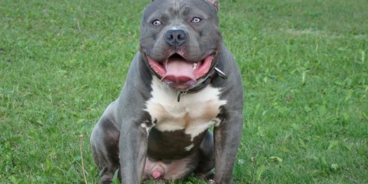 Comment s'occuper d'un American Bully ?