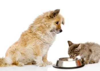 Qu'est-ce qu'on peut donner à manger à un chat ?