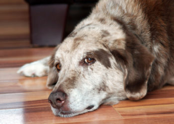 Qu'est-ce qui provoque les crise d'épilepsie chez un chien ?