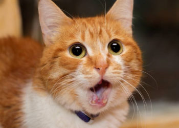 Comment s'occuper d'un chat Maine Coon ?