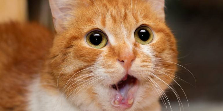 Comment s'occuper d'un chat Maine Coon ?