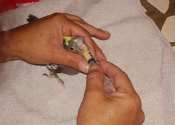 Comment nourrir un oisillon de moineau ?