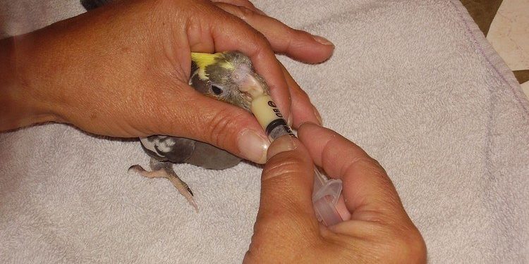 Comment nourrir un oisillon de moineau ?