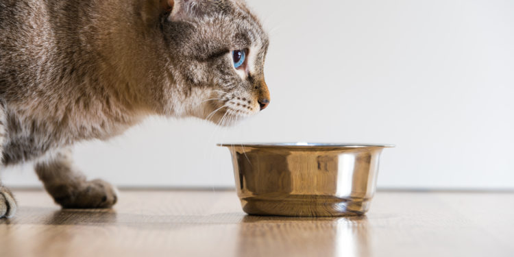 Quelle nourriture pour un chat sphynx ?