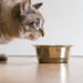 Quelle nourriture pour un chat sphynx ?