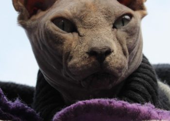 Comment prendre soin d'un sphynx ?