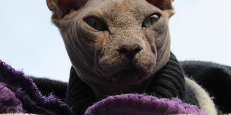 Comment prendre soin d'un sphynx ?