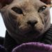 Comment prendre soin d'un sphynx ?