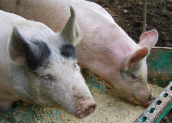 Qu'est-ce que mange le cochon ?