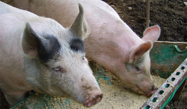 Qu'est-ce que mange le cochon ?