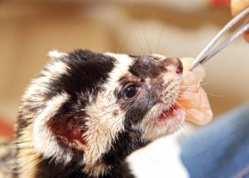 Quelle viande pour le furet ?