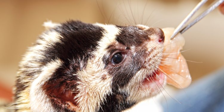 Quelle viande pour le furet ?