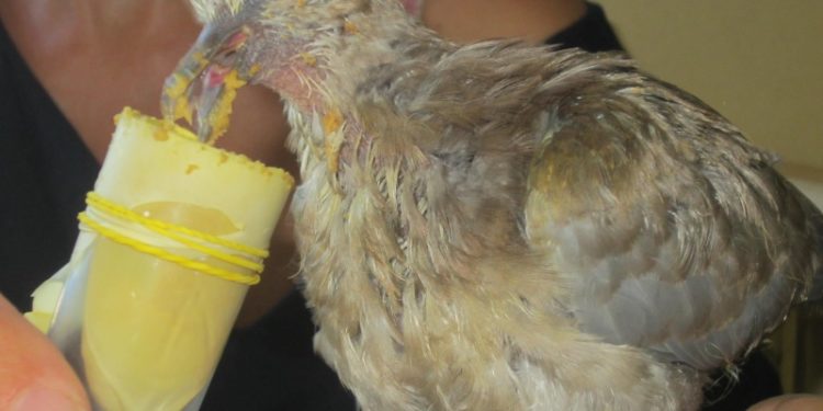 Comment nourrir une tourterelle sauvage ?