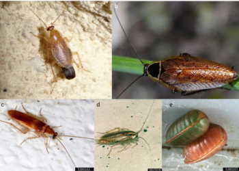 Comment savoir si on est envahi de cafard ?