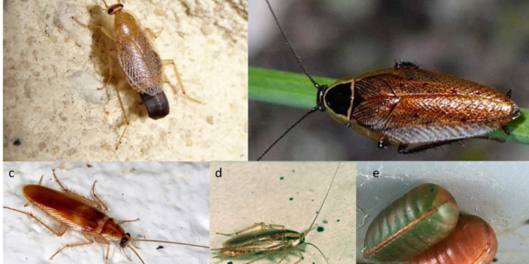 Comment savoir si on est envahi de cafard ?