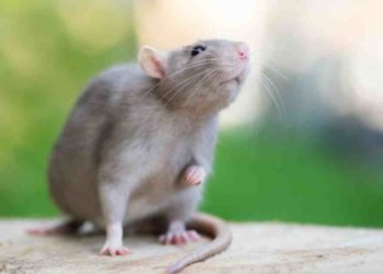 Quel odeur fait fuir les rats ?