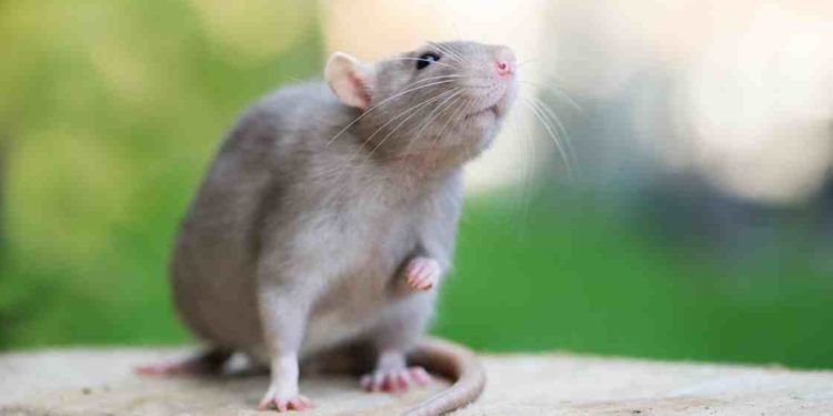 Quel odeur fait fuir les rats ?
