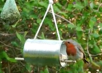 Comment faire pour apprivoiser un oiseau ?