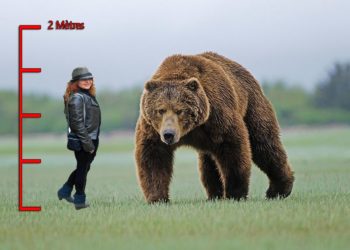 Quel est le prédateur de l'ours blanc ?