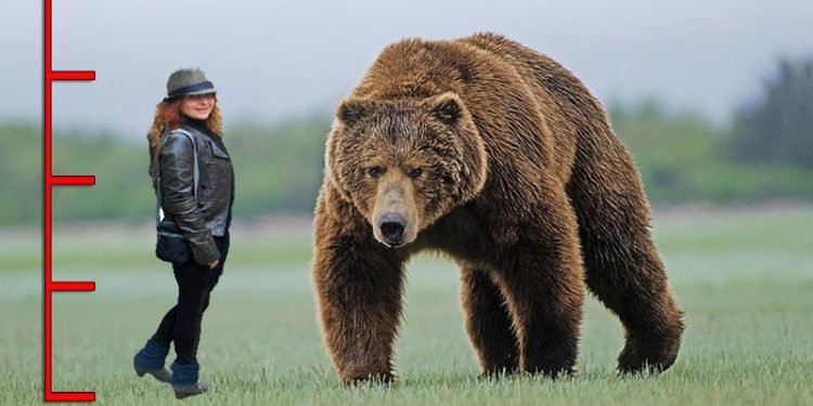 Quel est le prédateur de l'ours blanc ?