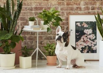 Quelle plante d'intérieur les chats n'aiment pas ?