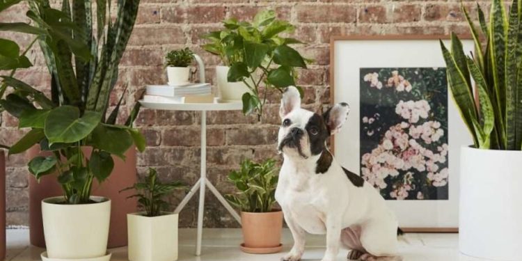 Quelle plante d'intérieur les chats n'aiment pas ?