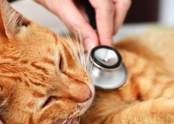 Quels sont les signes d'un empoisonnement chez un chat ?