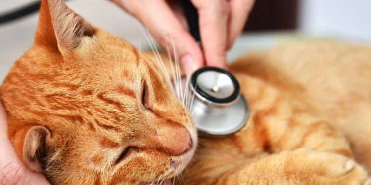 Quels sont les signes d'un empoisonnement chez un chat ?