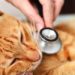 Quels sont les signes d'un empoisonnement chez un chat ?