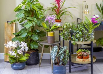 Quelle plante d'intérieur avec un chat ?